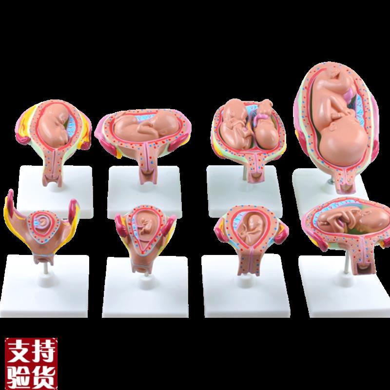 高级妊娠胚胎发育过m程模型胎儿妊娠胎发育过程模型(8件/1套)