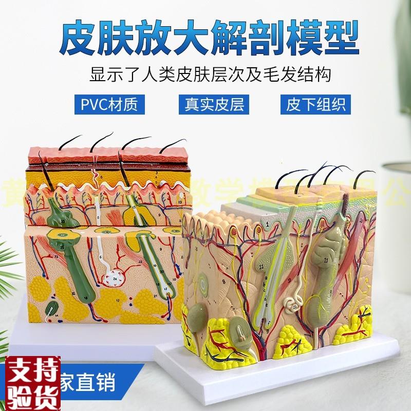 人体皮肤结构解剖模型组织u层次放大皮肤构造具微整形演示美容教
