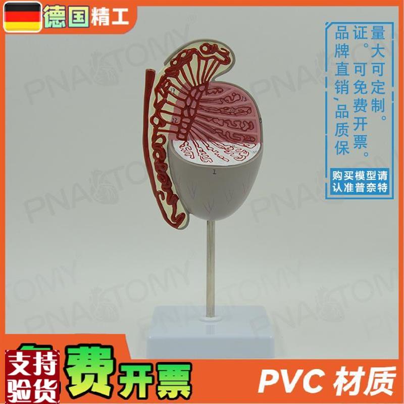 德国】男性生殖系统睾丸结构解A剖模型生殖科男科泌尿科计生展示