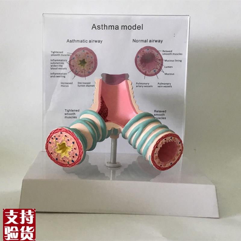 气管解剖支c气管纤维支气管哮喘解剖模型教学人体模型教学教具