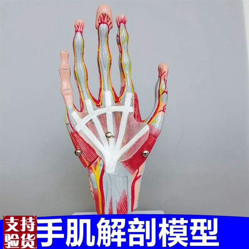 手肌模型手掌韧带手指关节肌腱z解剖肌肉神经血管可拆卸手外科医