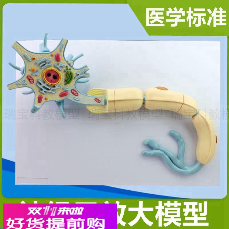 神经元模型 神经细胞 突触解剖树突细胞核脊髓脊神经中枢医用教学