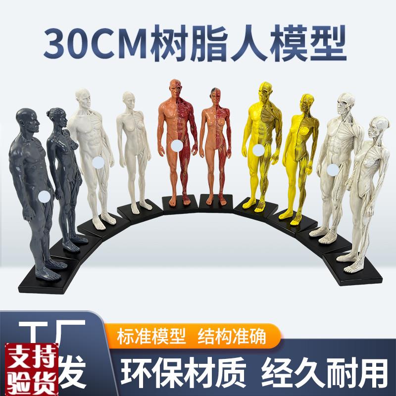 30cm艺用树脂人体模型肌肉骨骼解剖结构美M术模型CG绘画雕塑教学
