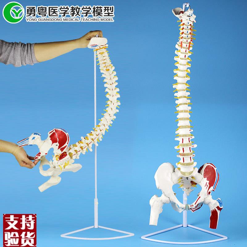 成人一比一人体i脊椎带肌肉起止点模型可弯曲按摩理疗教学模型