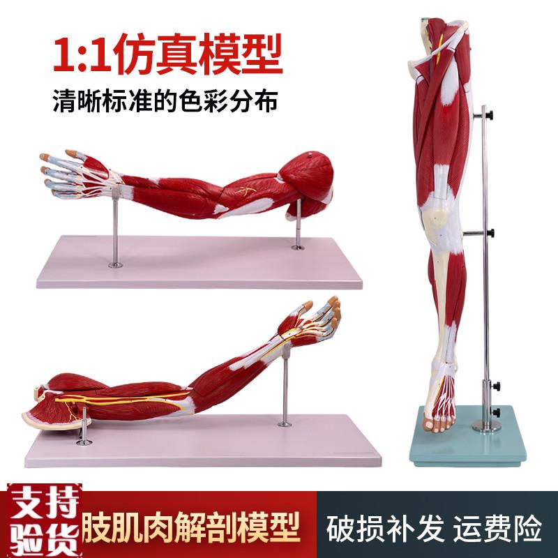 医学人体自然大上下肢腿部肌肉局部D解剖模型运动康复运动健身教