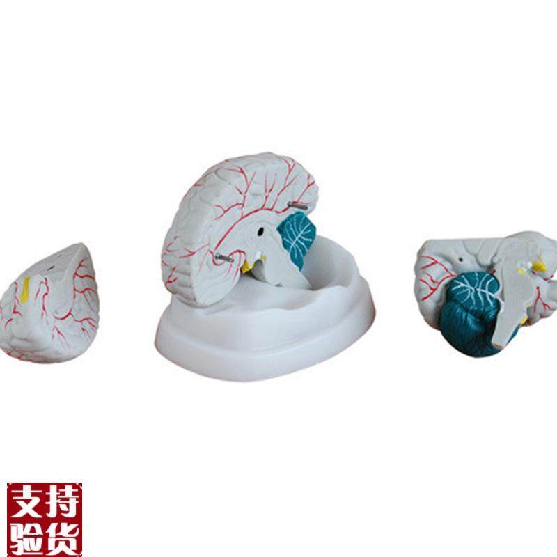 人体新型脑部k解剖模型医学用教学示教标本模具,文具电教/文化用品/商务用品,模拟人,淘宝优惠券,粉丝福利购,淘宝优惠卷