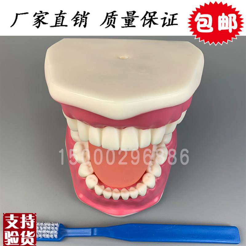 牙保健模b型大号口腔医学护理刷牙指导儿童牙列牙齿教学模型