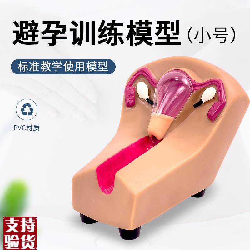 女性宫内避孕器j及训练模型子宫生殖器官教学模具上环取环练习