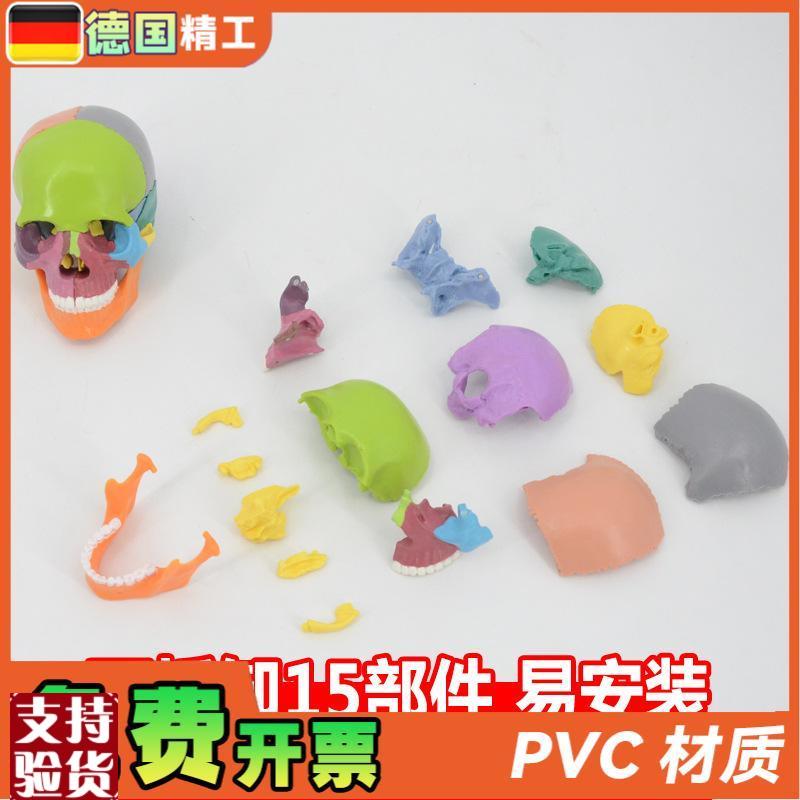 德国】口腔e教学头骨模型可拆卸彩色头颅骨解剖教具仿真医学模具