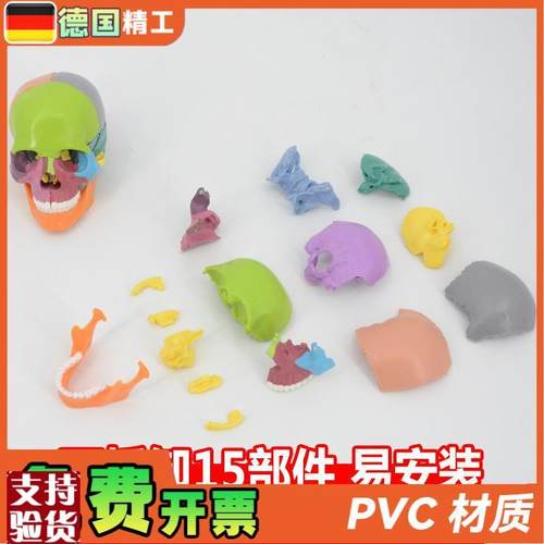 德国】口腔e教学头骨模型可拆卸彩色头颅骨解剖教具仿真医学模具