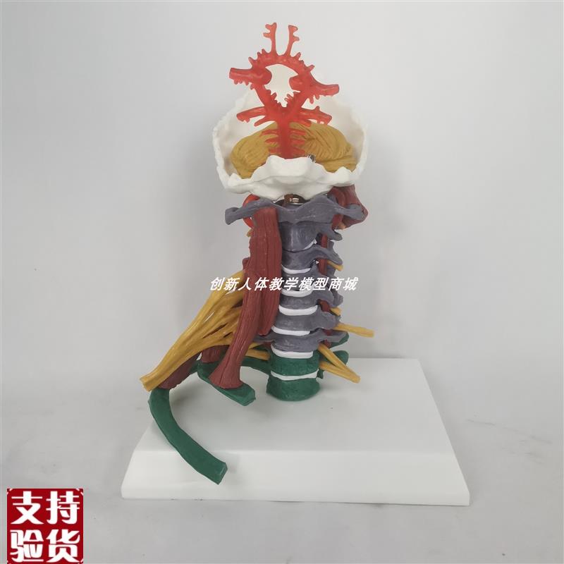 人体一比一颈h椎带彩色区分肌肉神经椎间盘模型医用教具推拿按摩