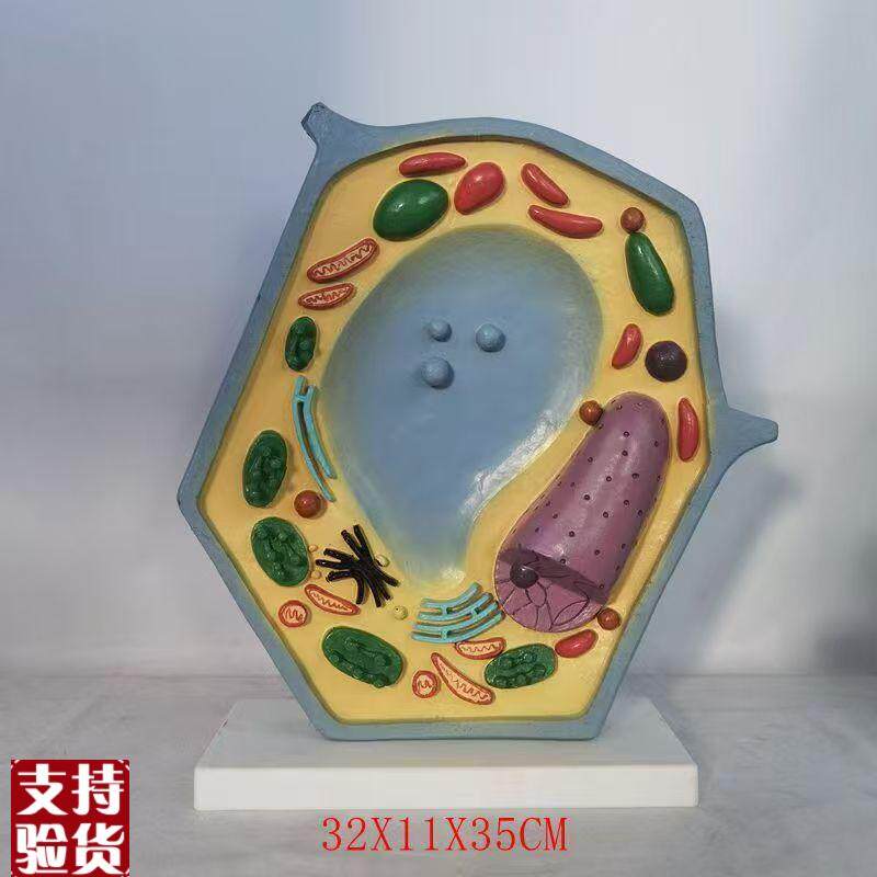 植物细胞模型教学模型植物显微标本教K学教具细胞放大解剖演示