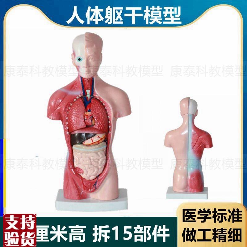 27厘米躯干模型皮肤肌肉内脏拆卸15件无性别早教T益智玩具小朋友