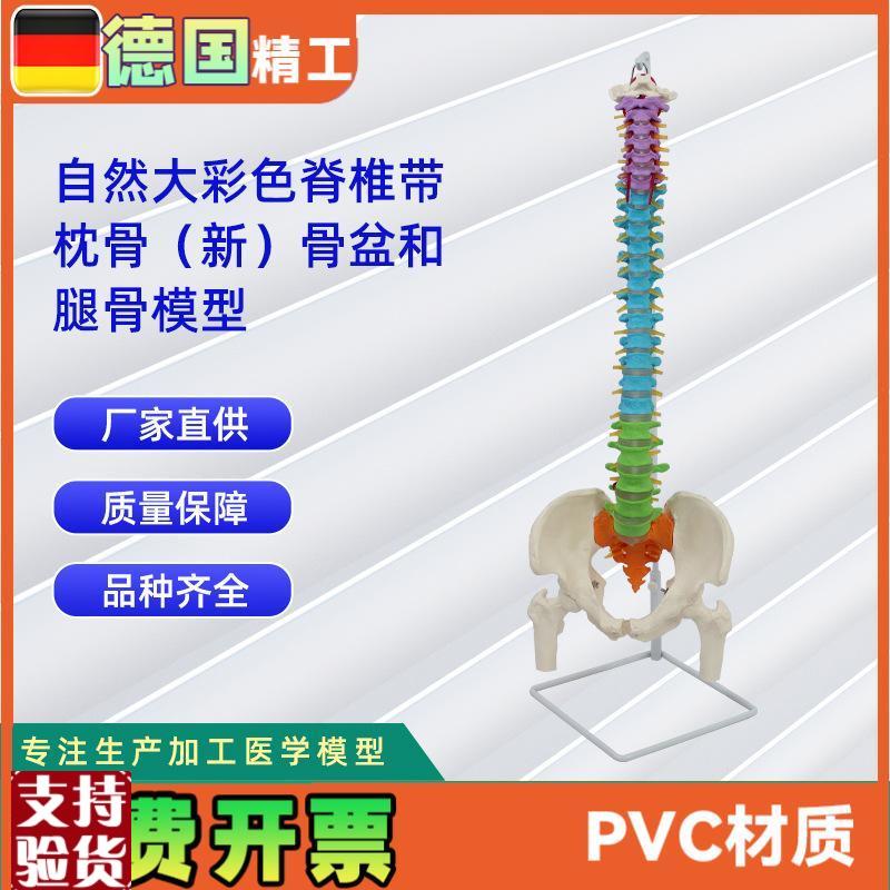 自然大彩色脊椎带m枕骨新骨盆和腿骨模型人体骨骼模型教学模型