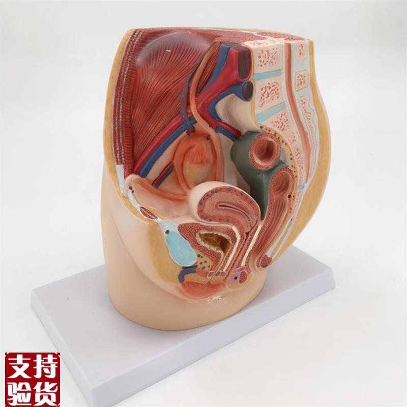 康泰模型c女盆腔盆底肌腹腔内脏泌尿生殖系统妇科家政培训产康修