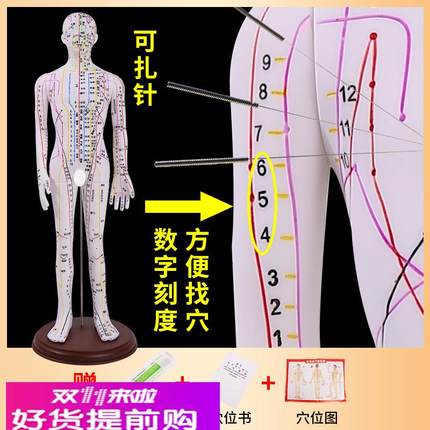62CM彩色针灸穴位人体模型经络穴位模特图全身中医十二扎针小皮人