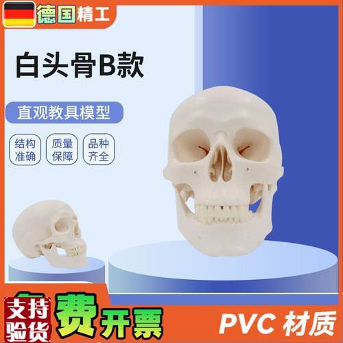 德国】PNT-0150B白s头骨B树脂工艺品1:1骷髅头模型美术骷髅头雕