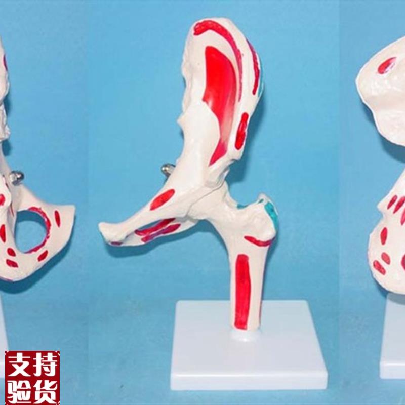 成人髋关节骨骼模型q肌肉画色骨架教学医用讲解人体标本