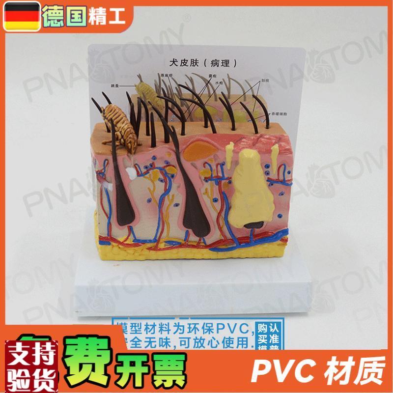 德国】逼真柔软虫m咬狗犬皮肤结构解剖模型兽医教学宠物医院专