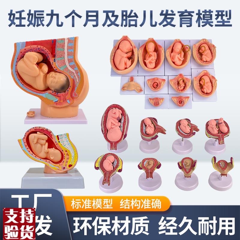 妇产科女性盆h腔附足月胎儿模型妊娠发育九个月胎儿子宫生殖模型