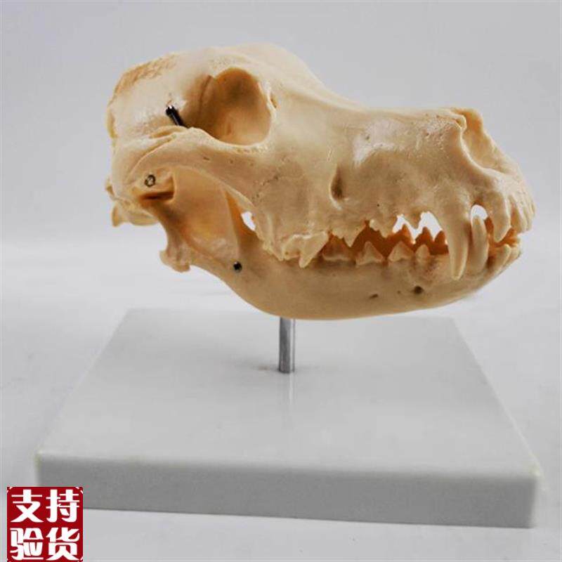 犬骨骼模型仿真狗头骨牙齿动物骨架真实倒模宠物医V院摆件标本骨