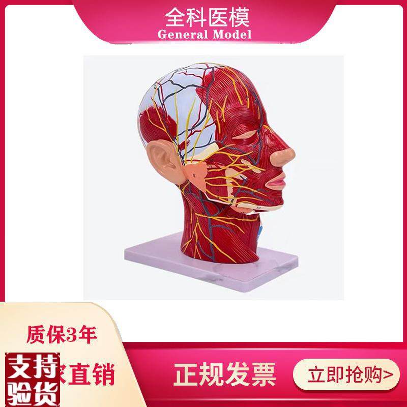 鼻腔咽喉d解剖人体头骨带肌肉神经血管模型