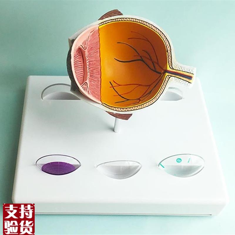 青光眼眼睛结构解剖教具眼球半边人体眼球眼睛眼珠角W膜虹膜晶状