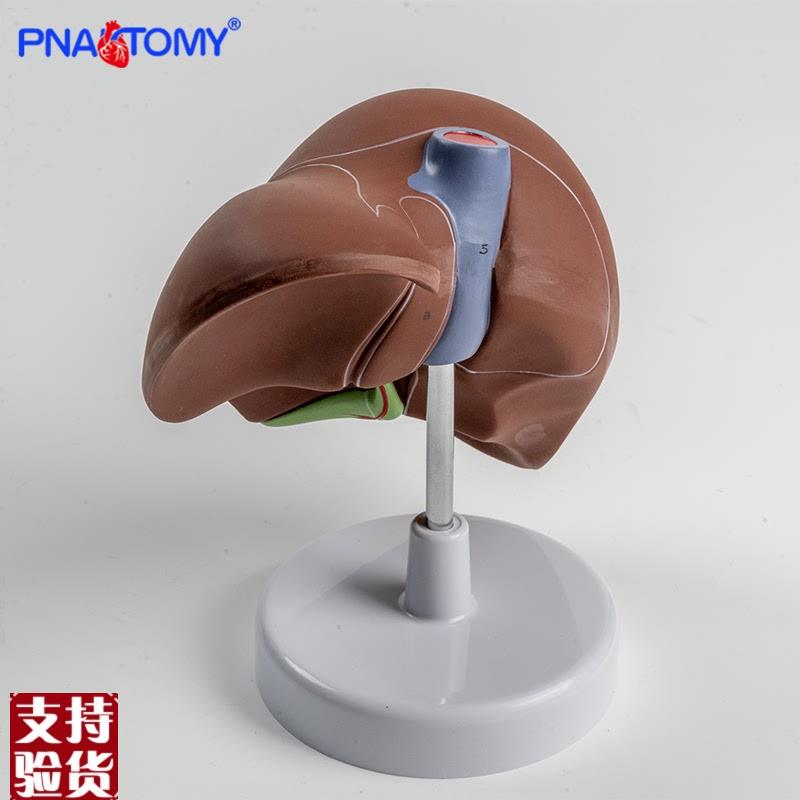 1比1高度仿真肝脏m模型肝解剖模型肝胆胰脾十二指肠浮雕肝胆胰模