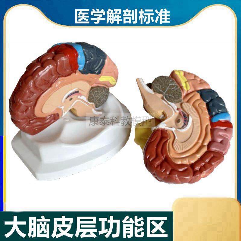 大脑皮层a功能区模型神经语音运动感觉躯体中枢带标识早教医用康