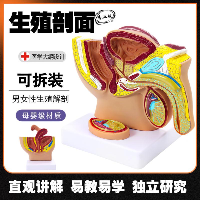 男女性生殖器官结构解剖t教学模型正中矢状剖面女性盆腔宫腔构造