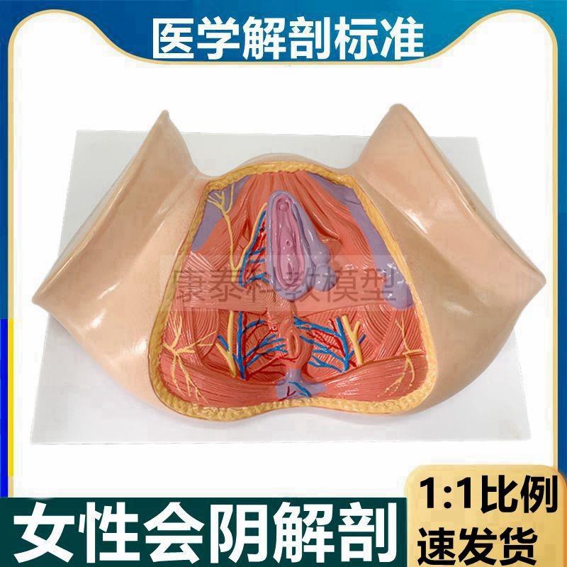 女会阴解剖模型肛周产后恢复产康培训用外阴生Q殖泌尿盆底肌家政