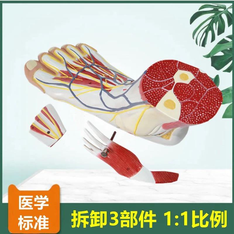 足模型足底肌肉可拆卸脚部神经血管肌肉解剖踝关节W骨骼胫腓骨头