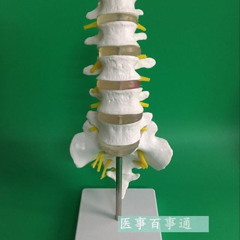 腰椎带骶骨附g神经模型腰椎模型脊椎模型骨骼模型尾椎模型