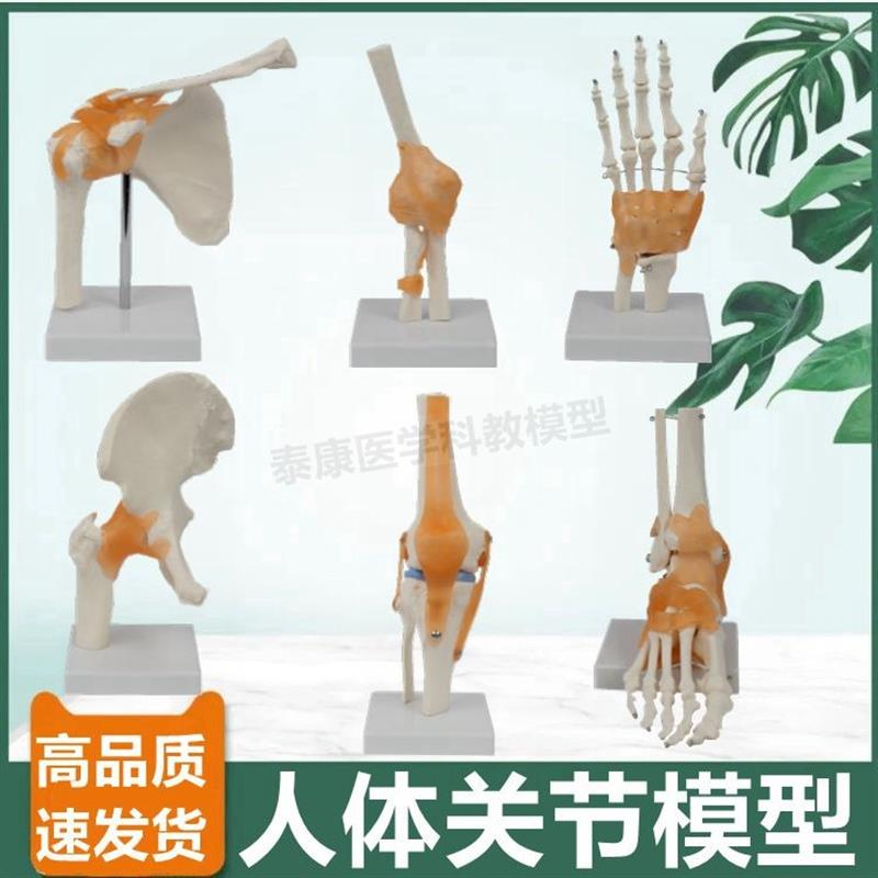 人体关节模型中学生物课教具医用瑜伽F康复功能仿真1比1美术造型