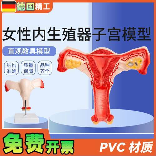 德国女性内生殖器子o宫模型生殖结构妇科模型子宫解剖模型示教模