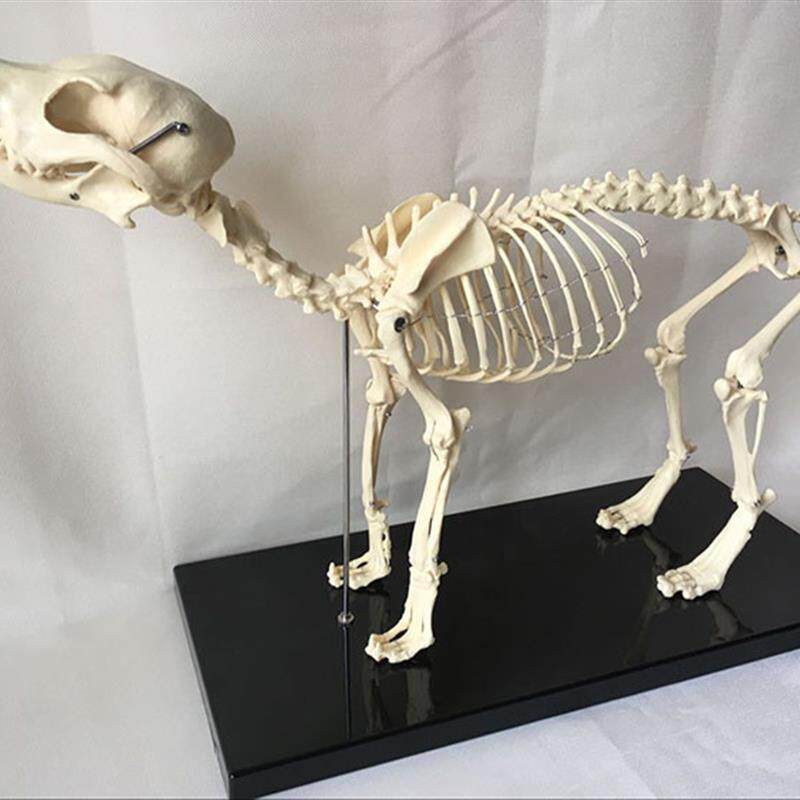 狗骨架模型动物犬骨骼p兽医教学教具犬骨架犬科教学宠物头尾可拆