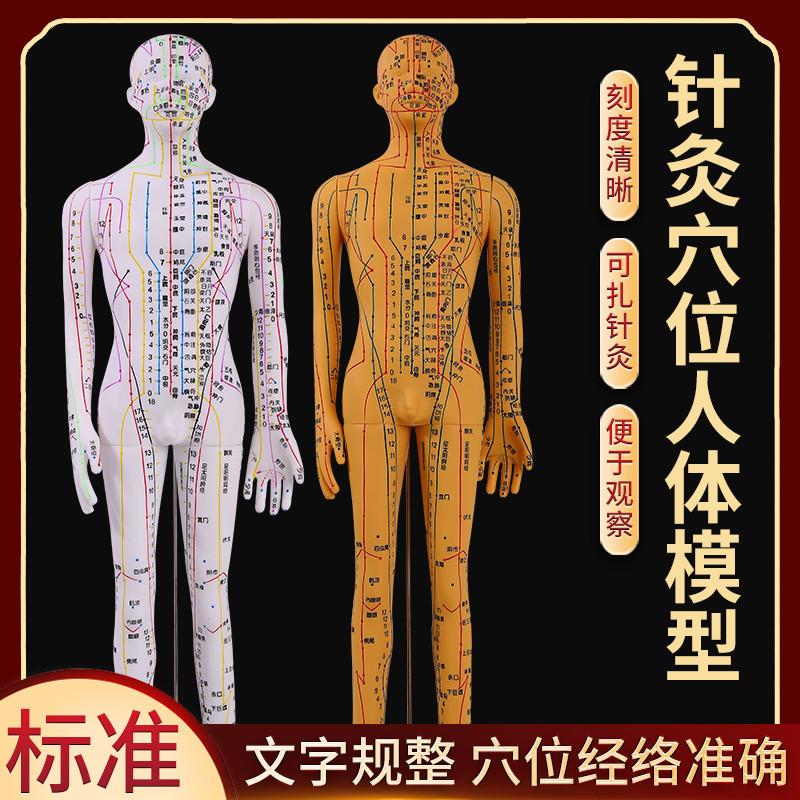 全铜色人体针灸i模型人经络穴位中医全身十二铜人模特图可扎针练