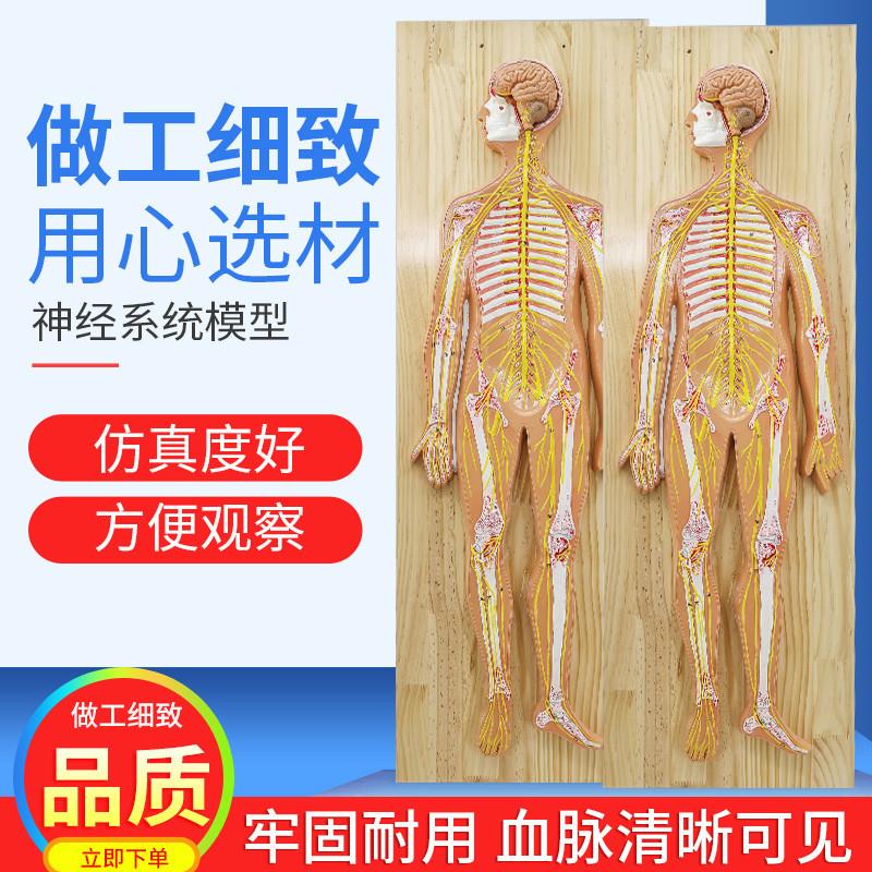 医学人体神经f系统解剖模型中枢神经脑脊髓躯干模型脊神经模型