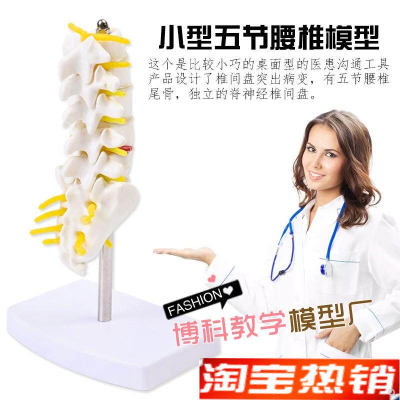 教学仿真腰椎f带尾椎和脊神经模型小腰椎模型脊椎解剖模型尾椎骨