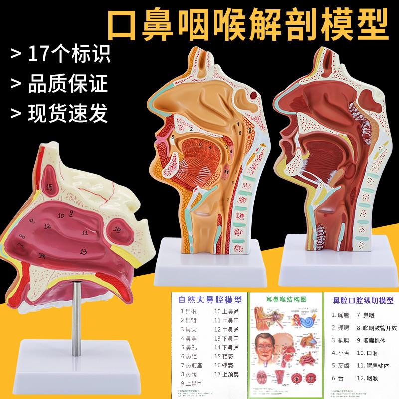 咽喉解剖模型咽腔鼻腔口模型喉腔口J腔人体鼻咽口腔纵切模型