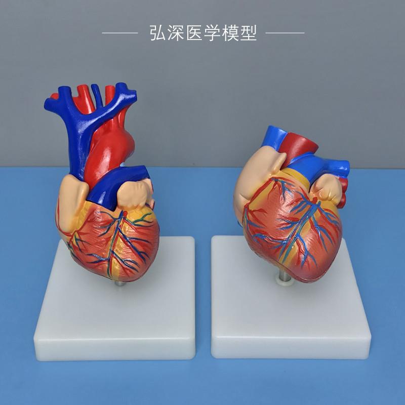 心脏解剖c模型人体内脏器官血管结构心室心房心血管医学科教学模