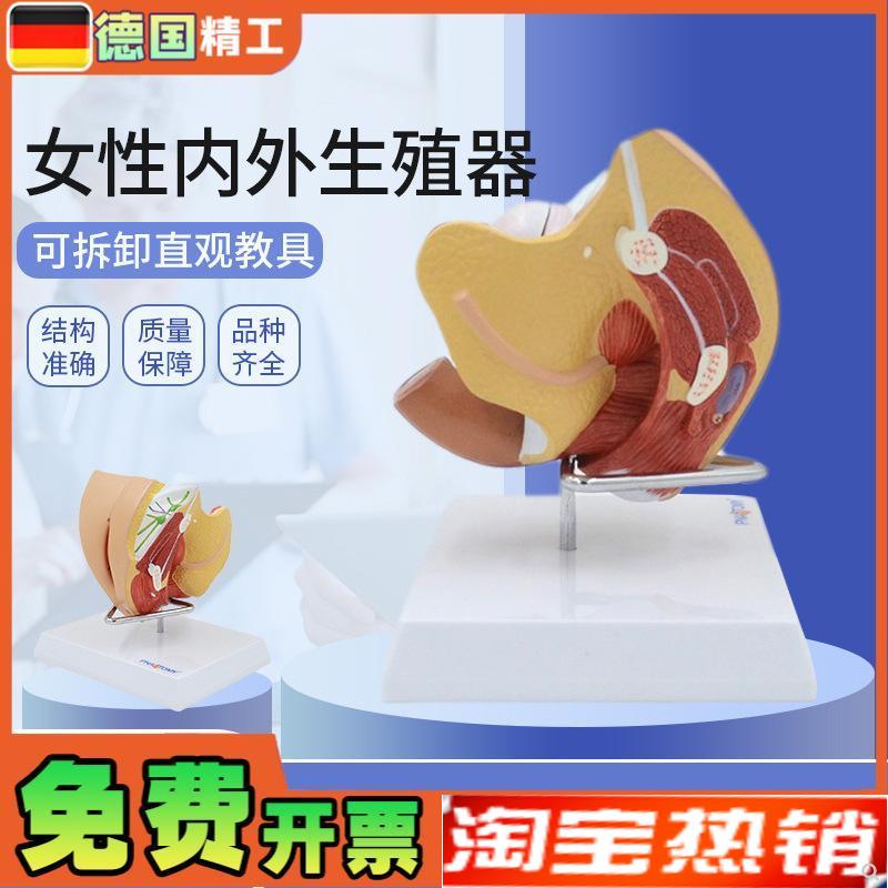 德国】女性子宫模型p卵巢阴道女性内外生殖官模型生殖科妇科演