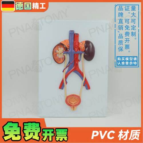 德国】人体泌尿系统膀胱输尿管尿道E肾脏解剖模型生殖泌尿科男科