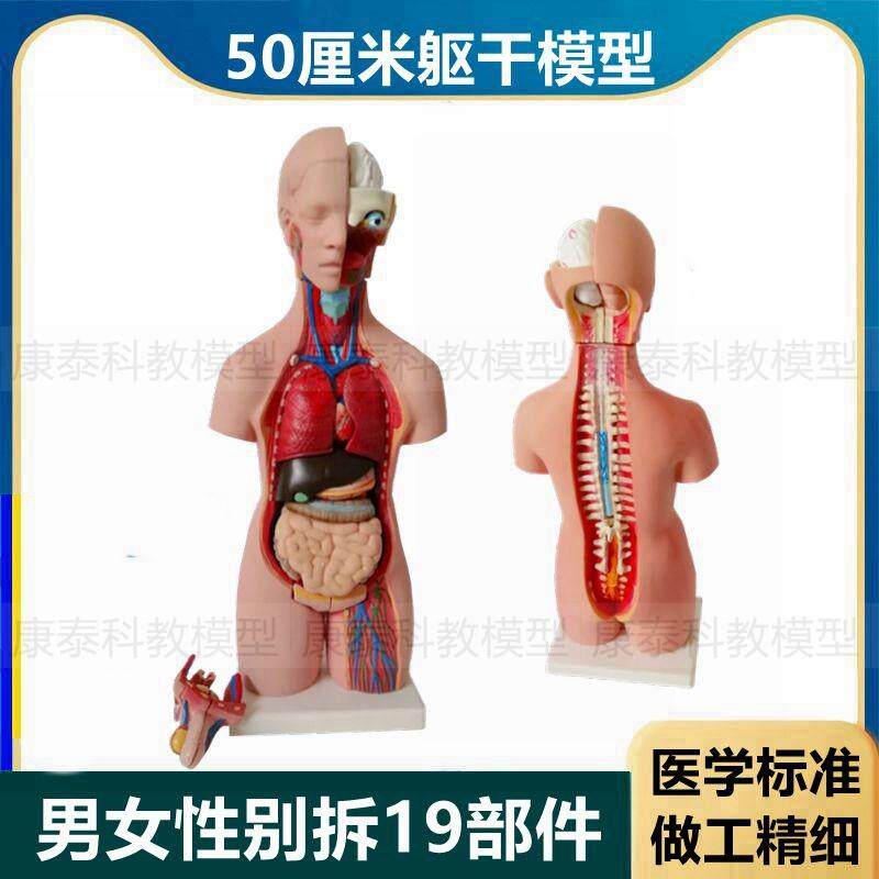 人体躯干模型50厘米高男女性别背部解剖内脏拆卸19V件拼装医学标
