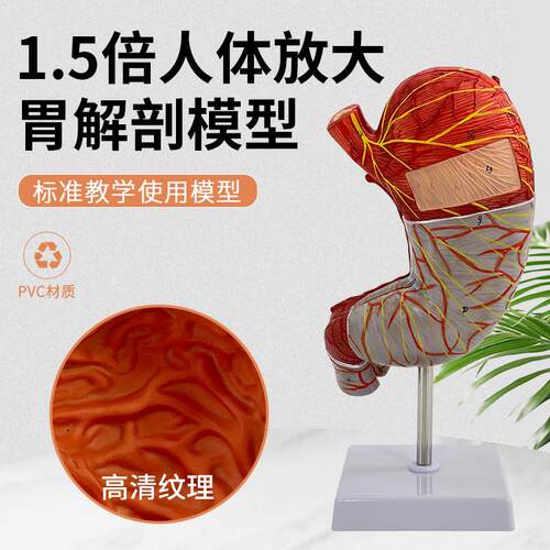 人体解剖结构g模型1.5倍放大胃器官医学摆件教学演示仿真可拆装