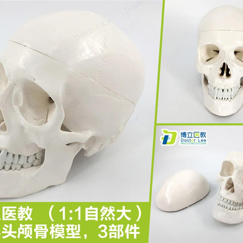 医用人体头骨1:1头颅骨模型艺术素描骷髅头P模型可拆卸口腔模型