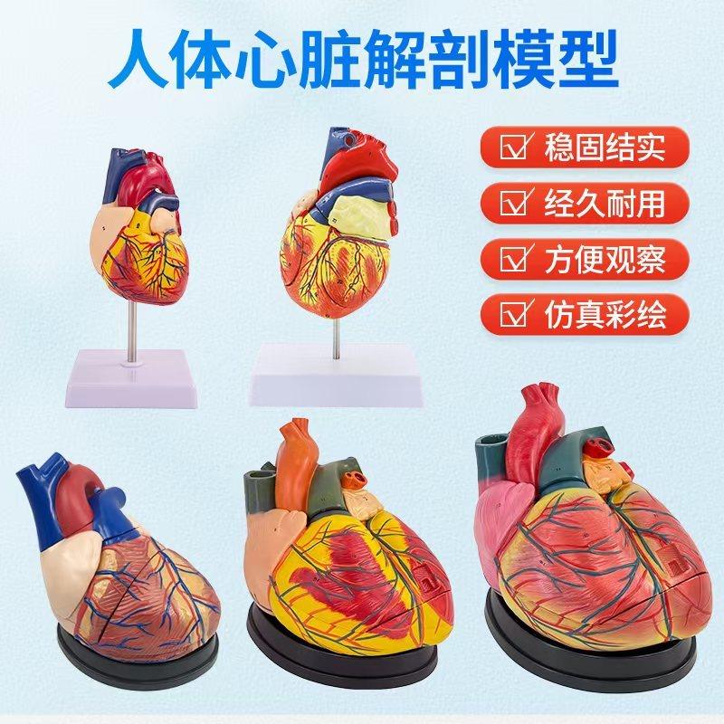 自然模型教学模型心脏医学可拆卸A1仿真1:解剖人体大模型标准心脏