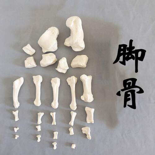 脚骨模型散的跟骨距骨脚趾1比1真实倒模仿真手骨可V活动造型医美