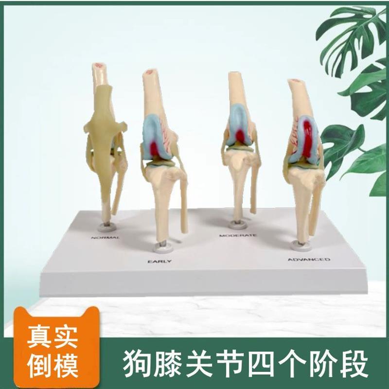 狗膝关节软骨韧带病理变化膝盖受损兽医I药促销动物医生兽医教学