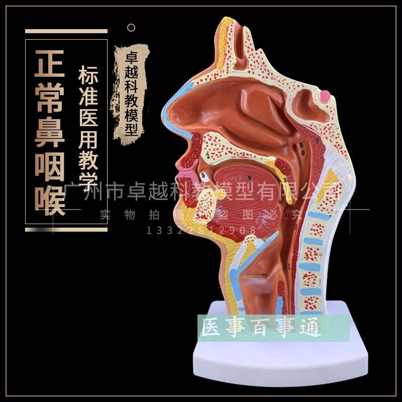 正品人体鼻腔口腔咽喉解剖模型鼻咽I腔口咽腔耳鼻科医用模型